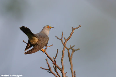 Cuculus canorus (cuckoo - cuculo)