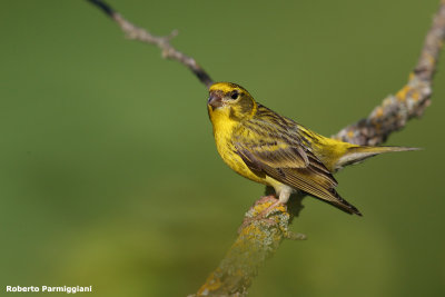 Serinus serinus (serin - verzellino)