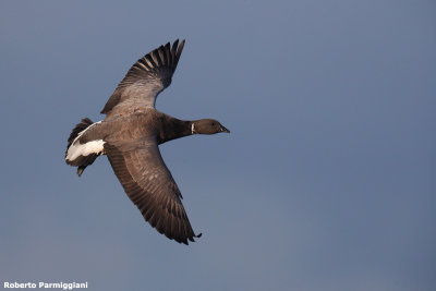 Branta bernicla (brent goose - oca colombaccio)