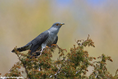 Cuculus canorus (cuckoo - cuculo)