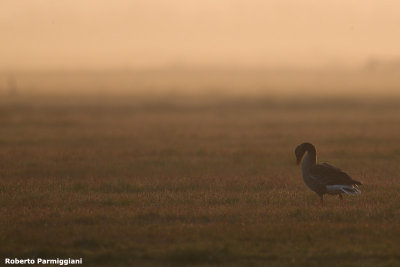 Anser anser (grey leg goose - oca selvatica)