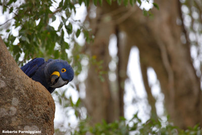 Anodorhynchu shyacinthinus (hyacinth macaw - ara giacinto)