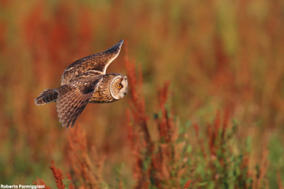 Asio otus (long eared owl-gufo comune)
