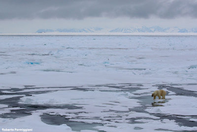 Ursus maritimus (polar bear - orso polare)