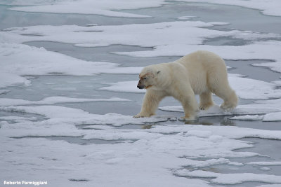 Ursus maritimus (polar bear - orso polare)