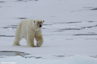 Ursus maritimus (polar bear - orso polare)