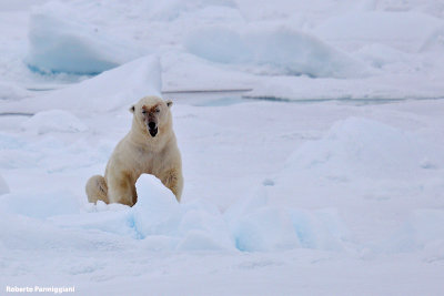 Ursus maritimus (polar bear - orso polare)
