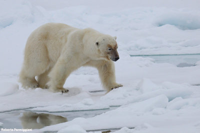 Ursus maritimus (polar bear - orso polare)