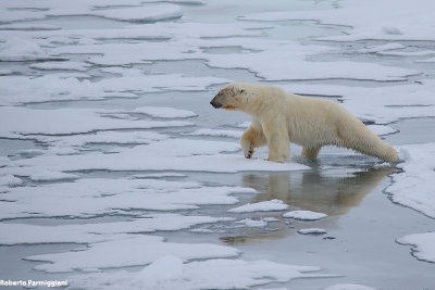 Ursus maritimus (polar bear - orso polare)