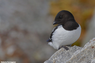 Alle alle (little auk - gazza marina minore)