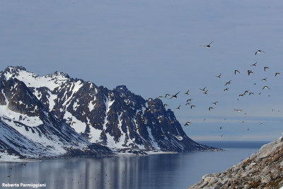 Alle alle (little auk - gazza marina minore)