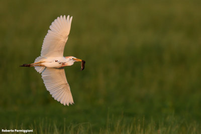 Bubulcus ibis (cattle egret - airone guardabuoi)