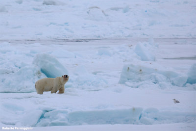 Ursus maritimus (polar bear - orso polare)