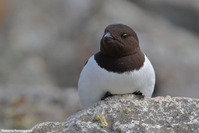 Alle alle (little auk - gazza marina minore)