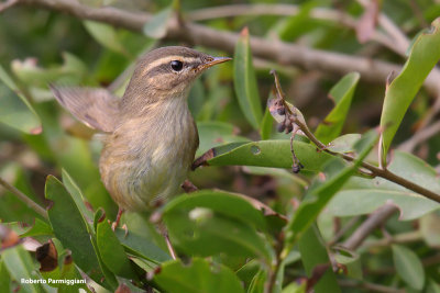 Phylloscopus fuscatus (dusky warbler - lu scuro)