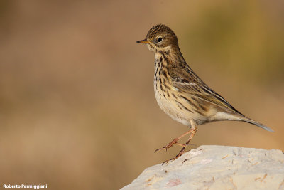 Anthus pratensis (meadow pipit - pispola)