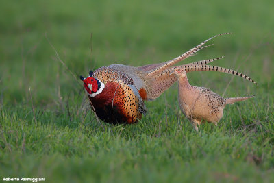 Phasianus colchicus(pheasant-fagiano)