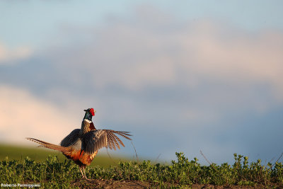 Phasianus colchicus(pheasant-fagiano)