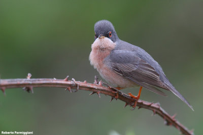 Sylvia subalpina (moltoni's warbler -  sterpazzolina di Moltoni)