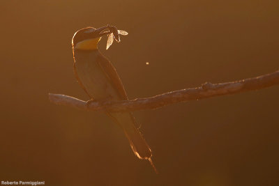 Merops apiaster (bee eater-gruccione)