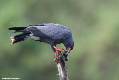Rostrhamus sociabilis (snail kite - chioccioliere)