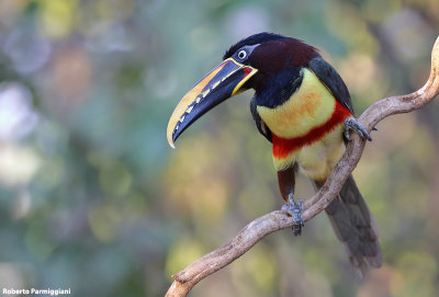 Pteroglossus castanotis (chestnut eared aracari - aracari castano)