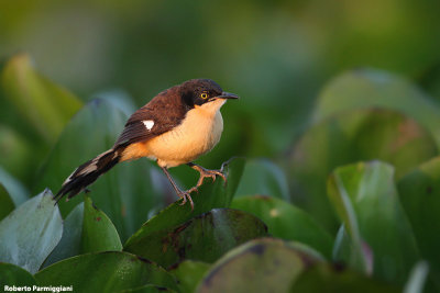 Donacobius atricapilla (black capped donacobius - scricciolo mimo)
