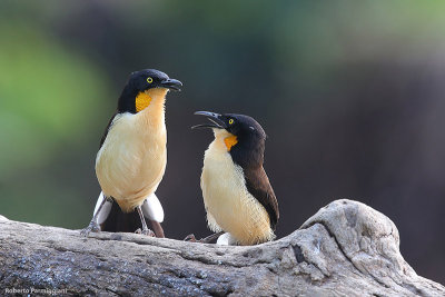 Donacobius atricapilla (black capped donacobius - scricciolo mimo)