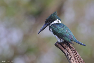Chloroceryle amazona (amazon kingfisher - martin pescatore dell amazzonia)