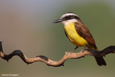 Pitangus sulphuratus (great kiskadee - pitango solforato)