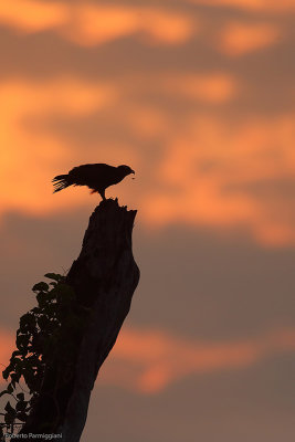 Rostrhamus sociabilis (snail kite - chioccioliere)