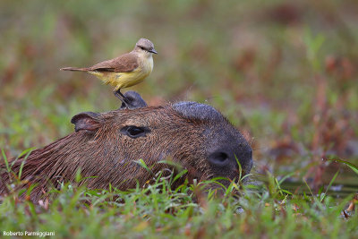 Hydrochoerus hydrochaeris (capybara - capibara)