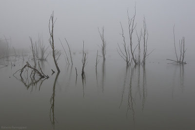 Misty swamp