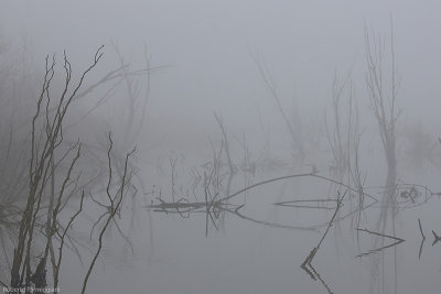 Misty swamp