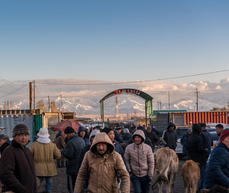 Kyrgystan, Karakol, animal bazaar