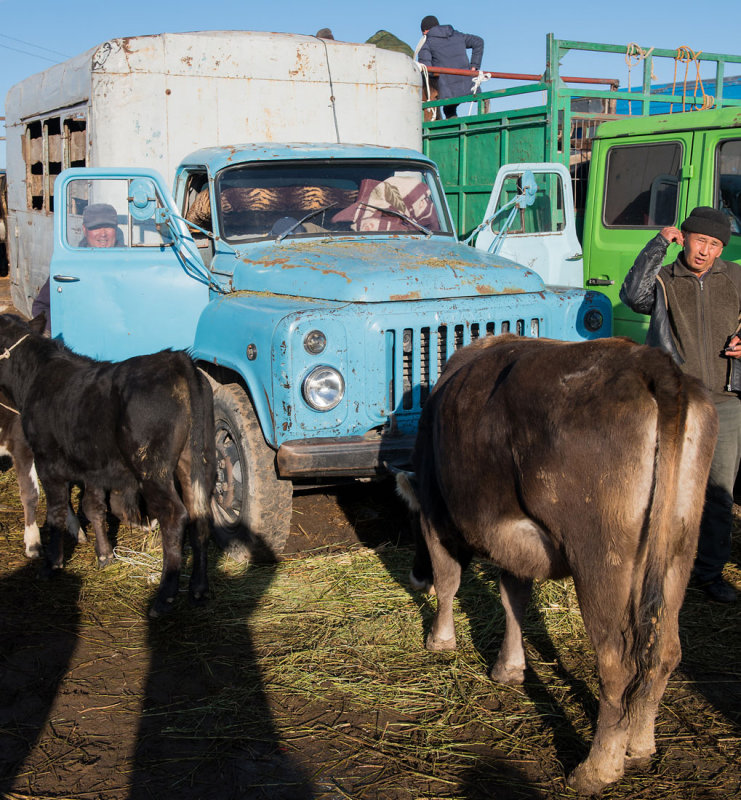 Kyrgystan, Karakol, animal bazaar