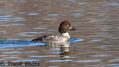 Female Common Goldeneye just before a dive.