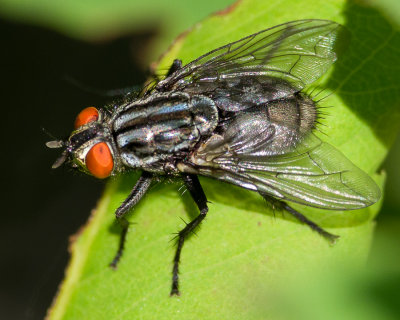 Fly with beautiful red eyes.