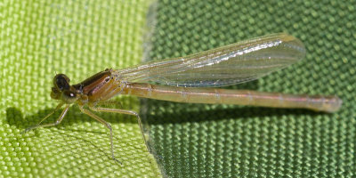 One of many damselflies from a recent hatch.