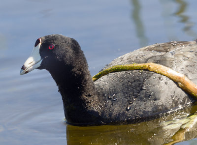 American Coot just up from a recent dive. 