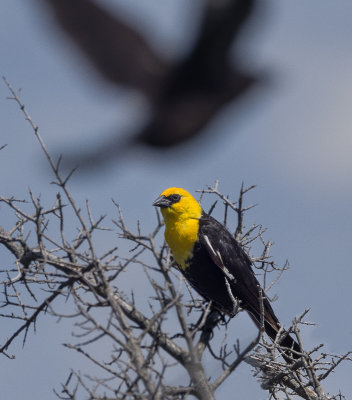 Yellow-headed Blackbird with accidental crow caught in frame.