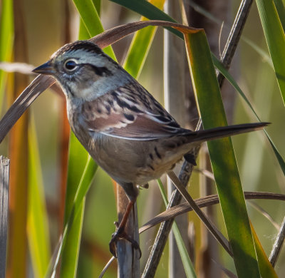 A Swamp Sparrow, perhaps on it's way south for the winter.