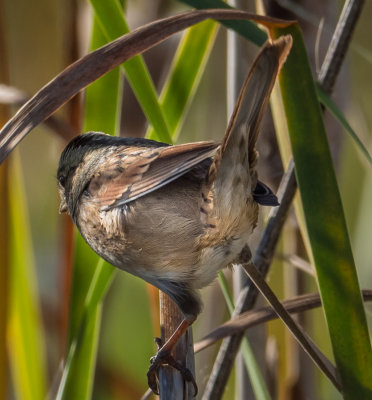 Another view of the Swamp Sparrow.