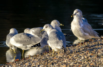 Ring-billed Gulls waking up to a lovely sunny day.
