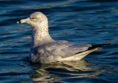 Ring-billed Gull swimming in the early morning sun.