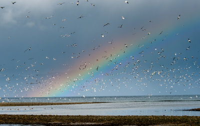 Organizing old pictures I found this rainbow and gull shot.
