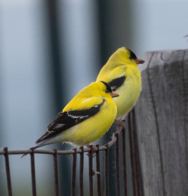 American Goldfinch males sitting on a fence in a working ranch in Southern Saskatchewan.