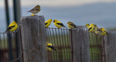American Goldfinches sitting on a fence in a working ranch in Southern Saskatchewan.