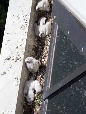 Four hatchlings on ledge of tall building.