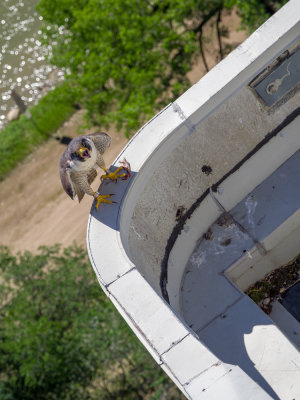 Peregrine Falcon on rooftop of Renaissance Tower. Thanks Paddy for the chance to see them up close.